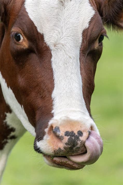 Cow, face close up stock image. Image of hide, animal - 157988321