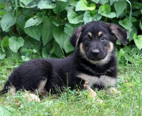 German Sheprador Puppies for Sale - Keystone Puppies