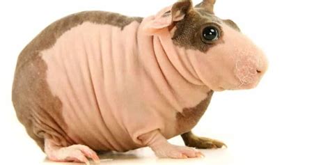 Hairless Guinea Pigs - What You Need to Know » Petsoid