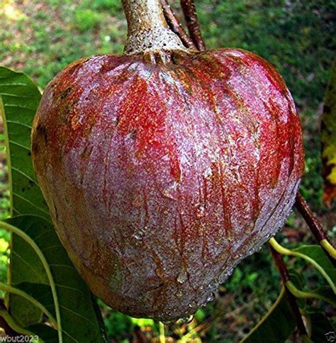 Red Custard Apple Tree (10 Seeds) AKA Bullock's Heart, Jamaican Apple ...