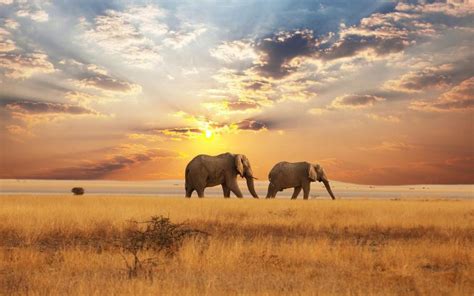 🔥 Download Landscapes Of Africa Elephants Sunse Pixdaus by @colleenh83 ...