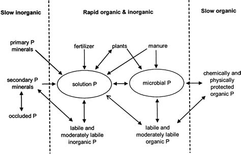 The phosphorus (P) cycle in the soil-plant continuum (adapted from ...