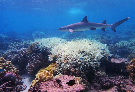 Great Barrier Reef suffers worst-ever coral bleaching: Scientists ...