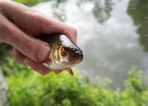 Fish roach featuring roach, river, and lake | Animal Stock Photos ...