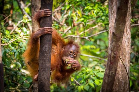 Bornean orangutan baby stock image. Image of portrait - 103727043