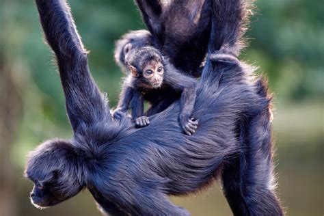 What Makes a Spider Monkey So Unique, and Why They Are Endangered ...