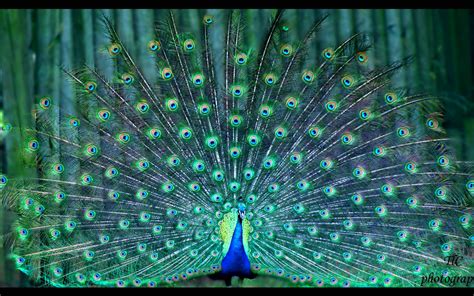 Download Bird Animal Peacock HD Wallpaper