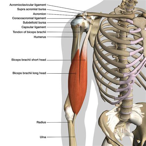 Labeled Anatomy Chart Of Male Biceps #3 Photograph by Hank Grebe - Pixels