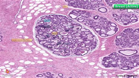 Mammary Gland Histology