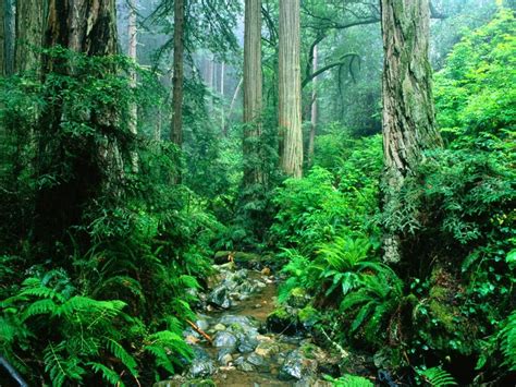 Saya dan Kehidupan: HUTAN INDONESIA