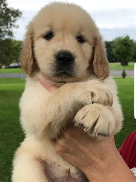 Golden Retriever Puppies For Sale | Pottstown, PA #283375