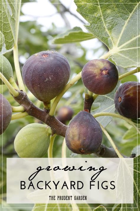 How to Grow Fig Tree at Home, A Growing Guide - Everything About Garden