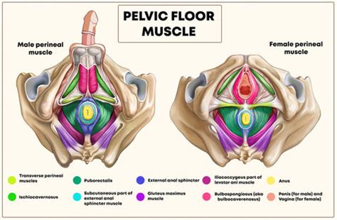 Your Pelvic Floor Muscles | Yamuna