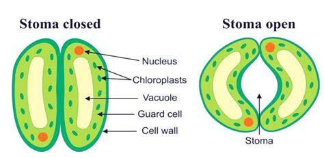 What Is The Function Of Stomata In Leaf | Leafandtrees.org