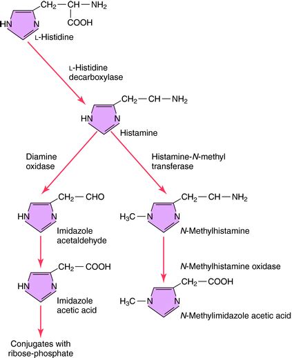 Histamine and Antihistamines | Basicmedical Key