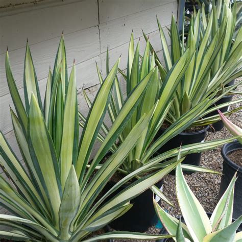 Agave sisalana 'Mediopicta' - Variegated Hemp Agave - Mid Valley Trees