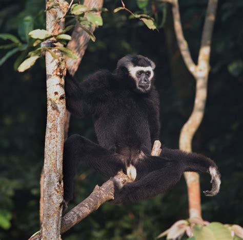 Pileated Gibbon Male 5 - Cardamom Tented Camp