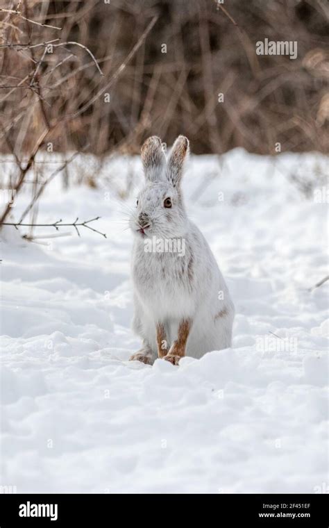 Snowshoe hare in winter Stock Photo - Alamy