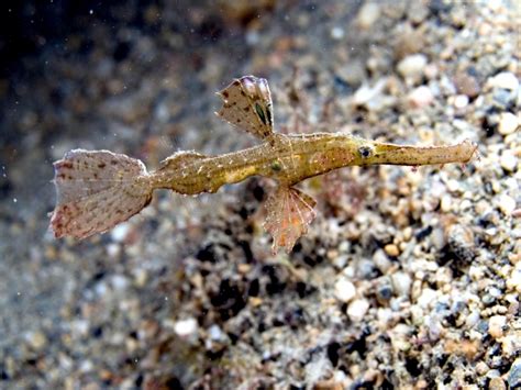 Pipefish – "OCEAN TREASURES" Memorial Library