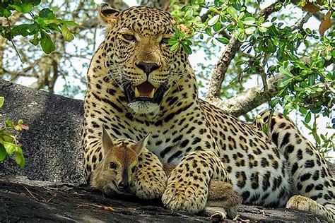 Watch: Leopard plays with its antelope prey, delaying the inevitable ...