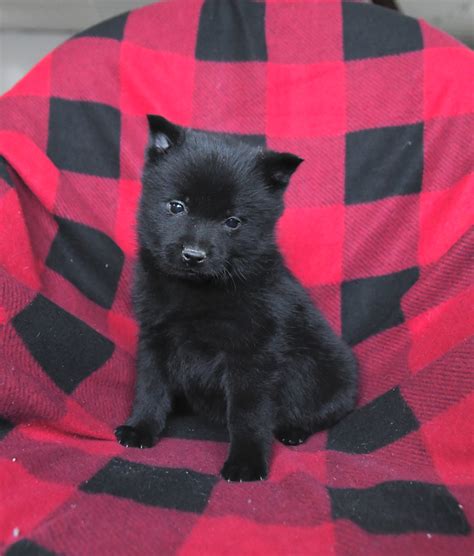 Schipperke Puppies for Sale | Buckeye Puppies