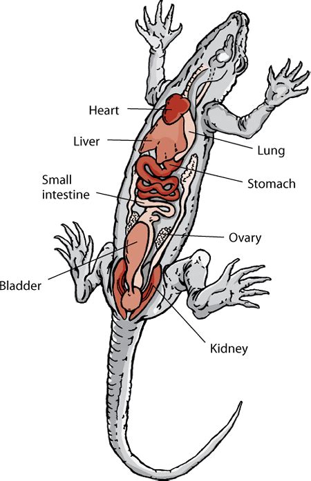 Table: Anatomy of a lizard - MSD Veterinary Manual