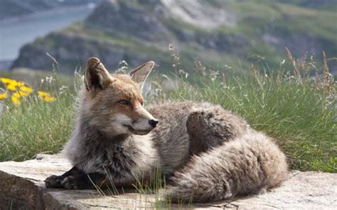 Hiking in the Italian Alps - Telegraph