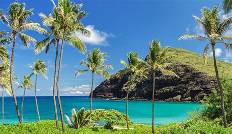 palm trees line the shore of a tropical island