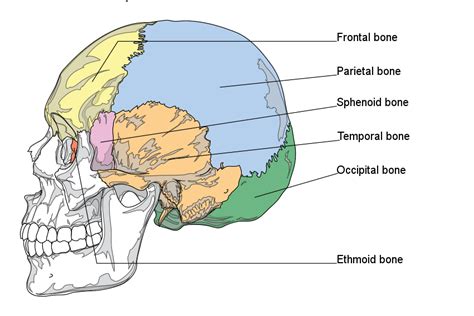 Human Anatomy : Skull Human anatomy