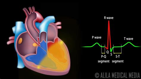 Cardiac Conduction System and Understanding ECG, Animation. - YouTube