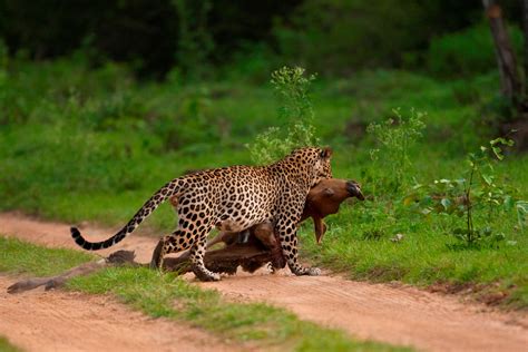 Animal picture of the day: leopard with giant prey