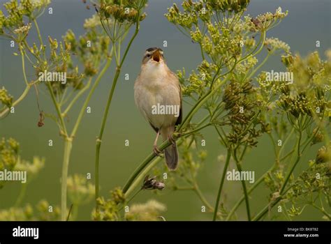 Sedge Warbler singing Stock Photo - Alamy