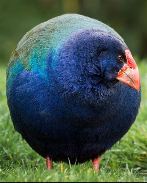 This unit of a Takahe bird from NZ : r/AbsoluteUnits