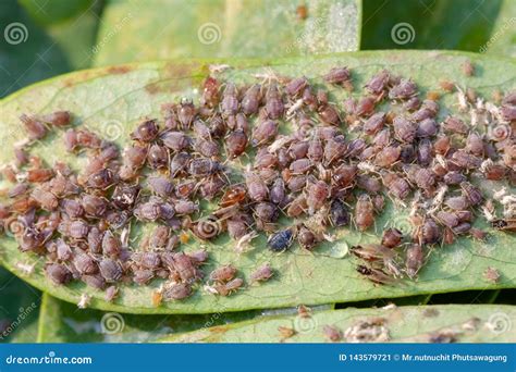 Close Up Aphids Damage Leaves Parasite Pest. Aphidoidea Colony Damages ...