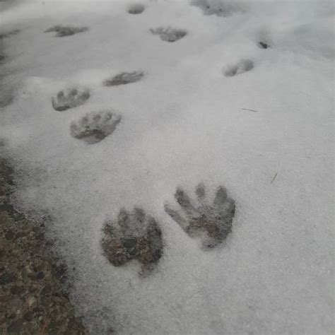 6,600+ Animal Footprints In Snow Stock Photos, Pictures & Royalty-Free ...