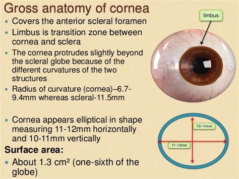 Anatomy Cornea - Anatomical Charts & Posters