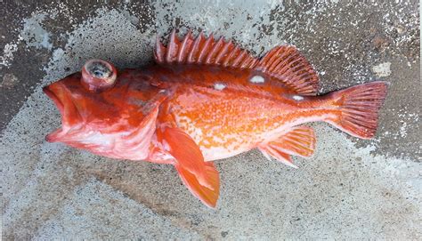 Pin on Rockfish and Lingcod