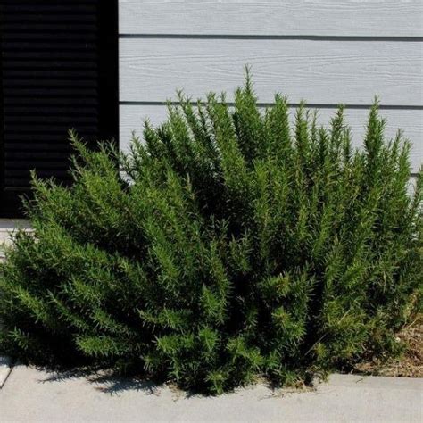 Rosemary Arp for Sale | Garden Goods Direct