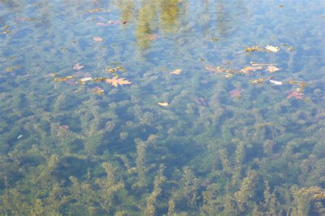 Hydrilla Verticillata Characteristics - Submerged Aquatic Weed