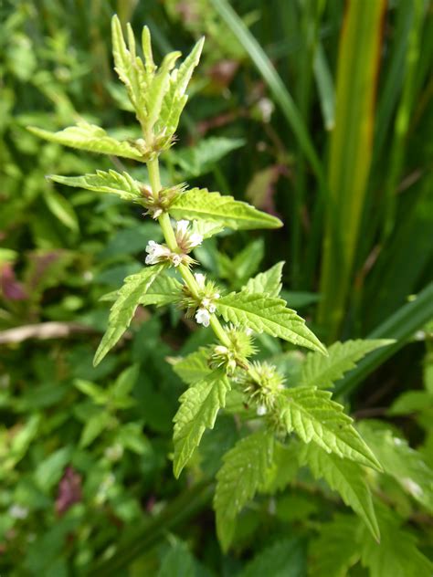 REMINDER: Wetland Plants | Plant-Lore