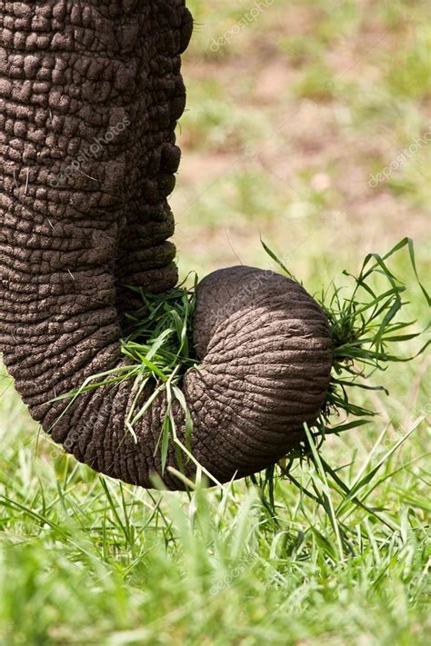 Close-up of elephant eating green grass — Stock Photo © AOosthuizen ...