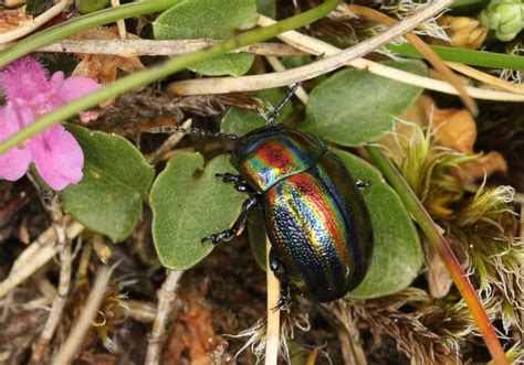 Rainbow Leaf Beetle l Mesmerizing - Our Breathing Planet