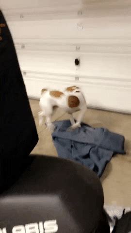 Tail Chasing GIFs - Find & Share on GIPHY