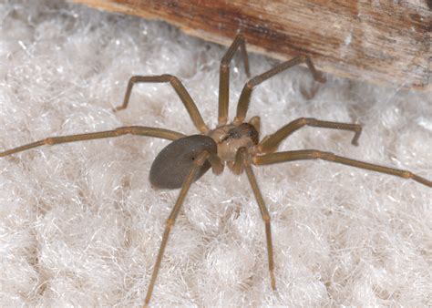 Avoid close encounters with venomous spiders | Mississippi State ...