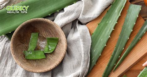 Uses of Aloe Vera: 11 Uses That May Surprise You. - Quirky Health Tips