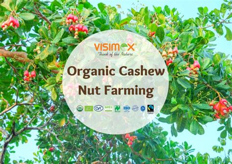 The Role of Technology in Organic Cashew Nut Farming - Visimex