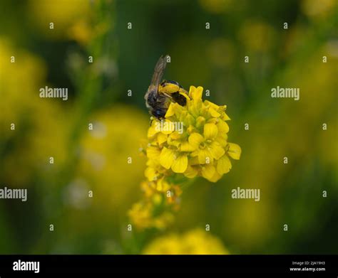 Macro photography of a honey bee Stock Photo - Alamy