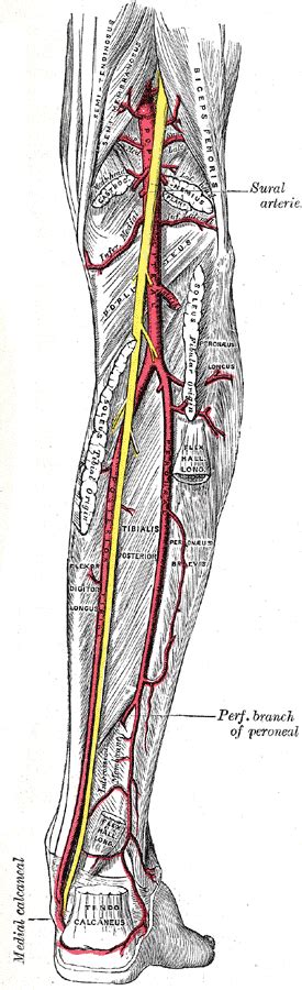 Tibial Nerve – howMed