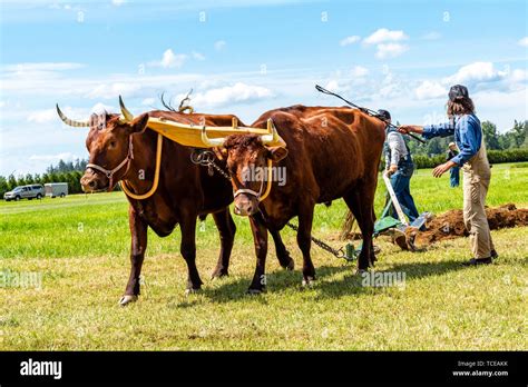 Team of oxen pulling a plow in the international plowing match. 2019 ...