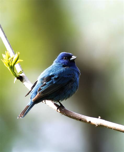 Indigo Bunting Male | An alluring colour to this male Indigo… | Flickr